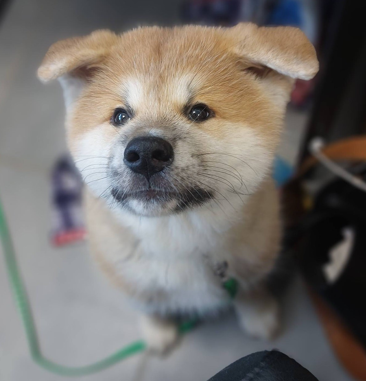 Ochadosan - Chiots disponibles - Akita