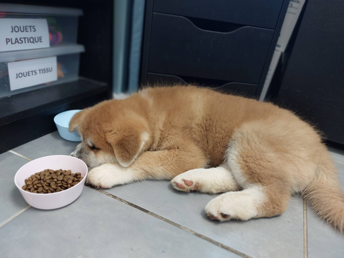 Ochadosan - Chiots disponibles - Akita