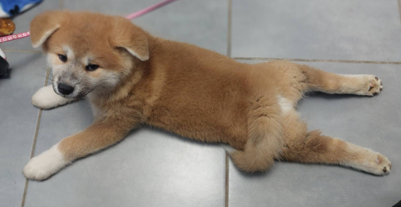 Ochadosan - Chiots disponibles - Akita